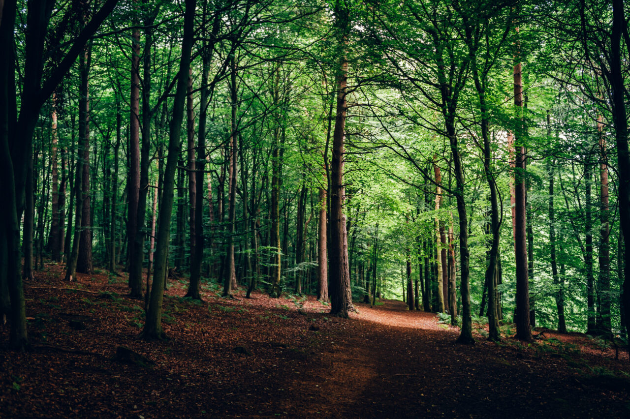 Rendez-vous - Copy 1 path at the dark forest during summer 2025 02 11 15 14 19 utc scaled e1744034529297