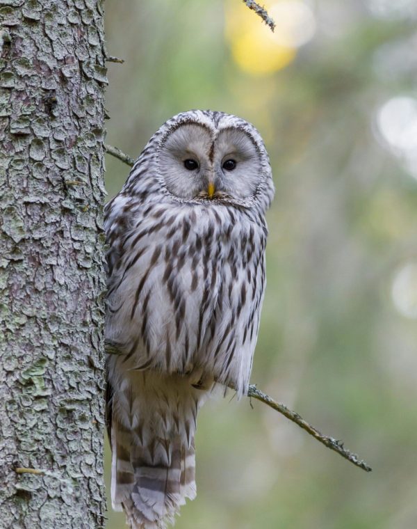 Chouette perchée sur une petite branche le long d'un tronc, symbolisant la sagesse, l'observation attentive et la stabilité spirituelle.